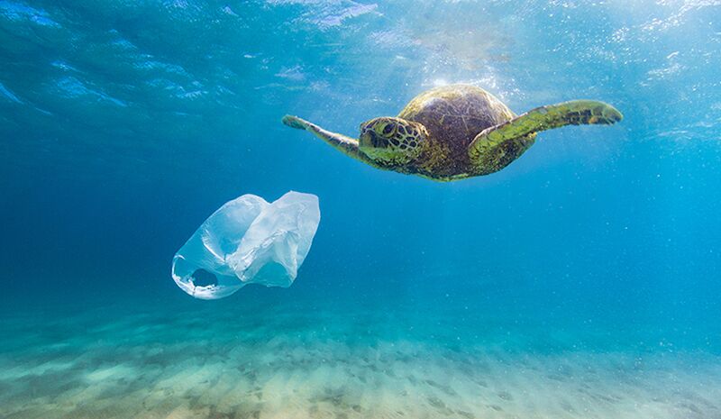 File:Plastic bag turtle.jpg